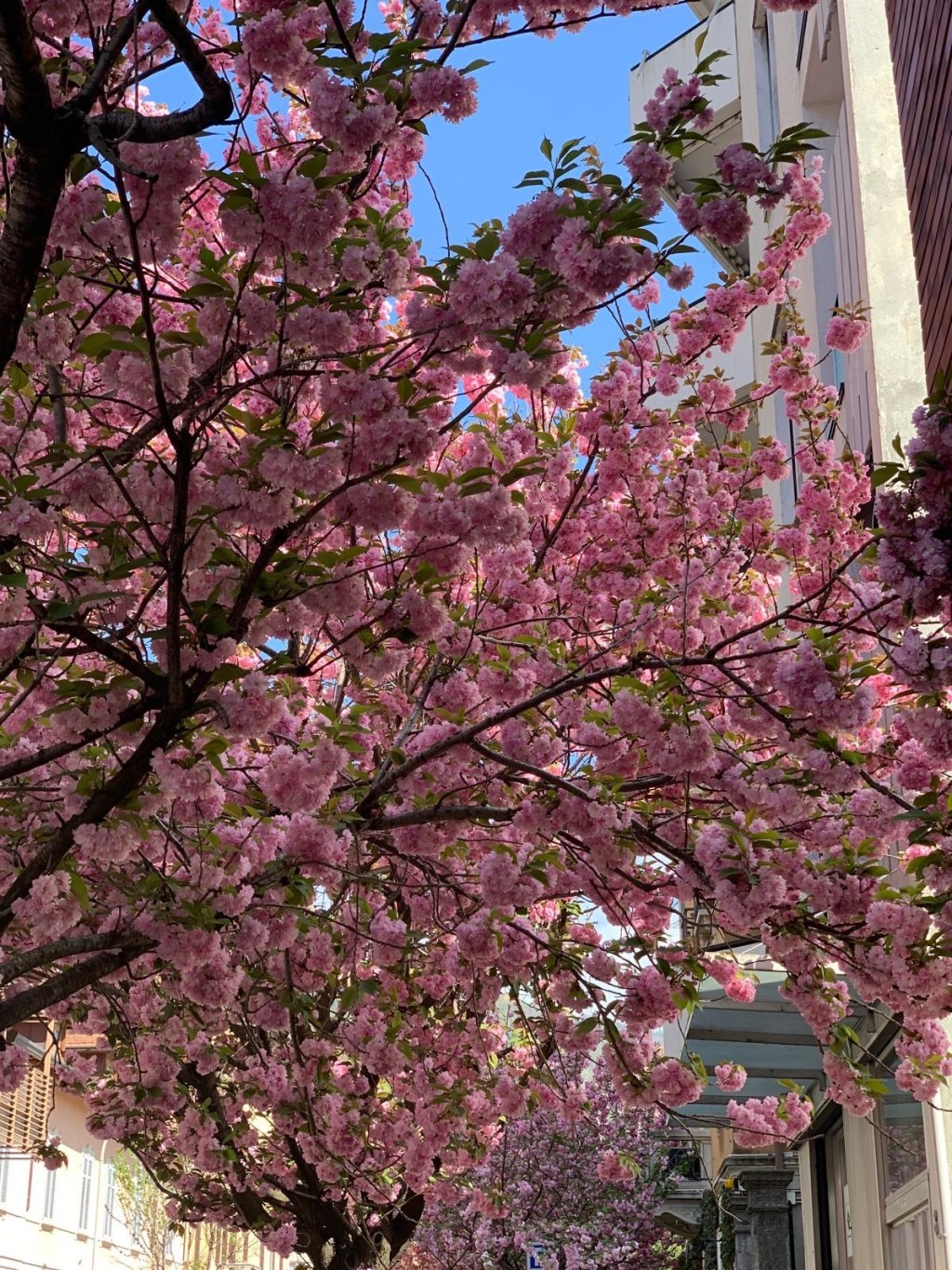 🌳 Quando un ciliegio cade, cosa cade&nbsp;davvero?